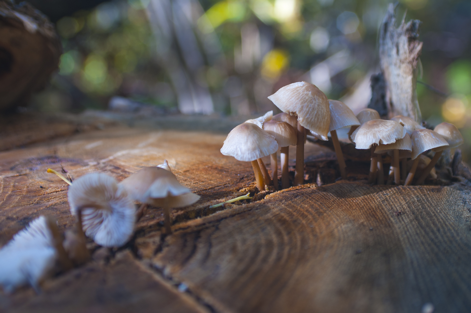 2022-Les-champignons